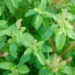 Tulsi Basilico indiano