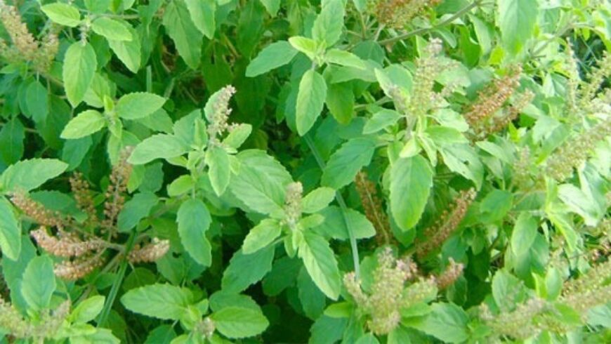 Olio essenziale di Tulsi (Basilico indiano) – 23