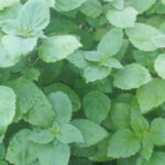 Patchouli