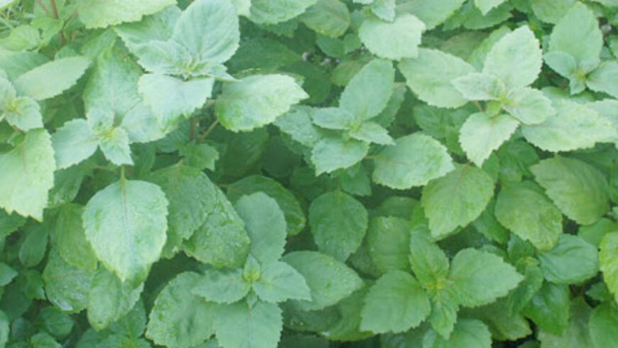 Olio essenziale di Patchouli – 24
