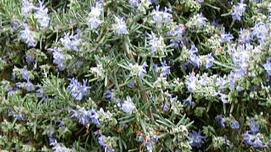 Olio essenziale di Rosmarino – 25