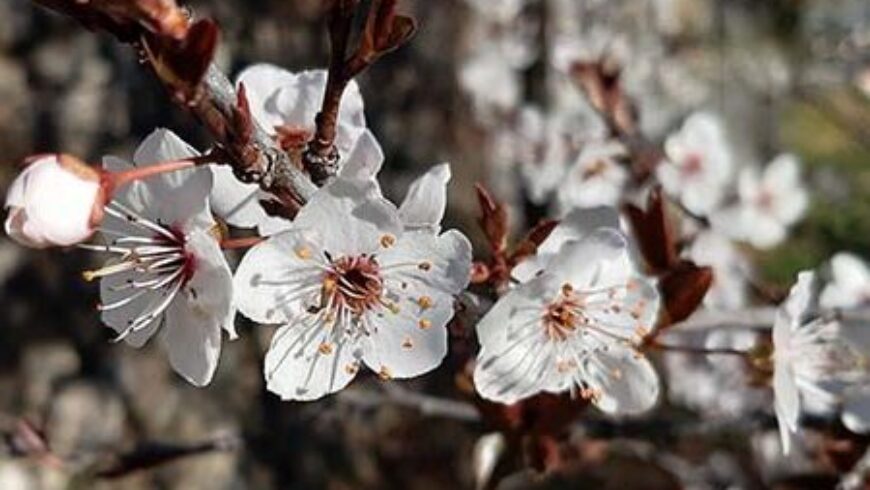 E’ arrivata la primavera, miscele di oli essenziali