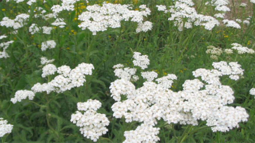 Olio essenziale di Achillea – 31