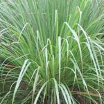 Lemongrass