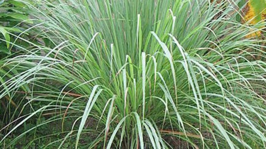 Olio essenziale di Lemongrass – 35