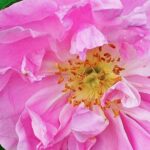 Rosa damascena