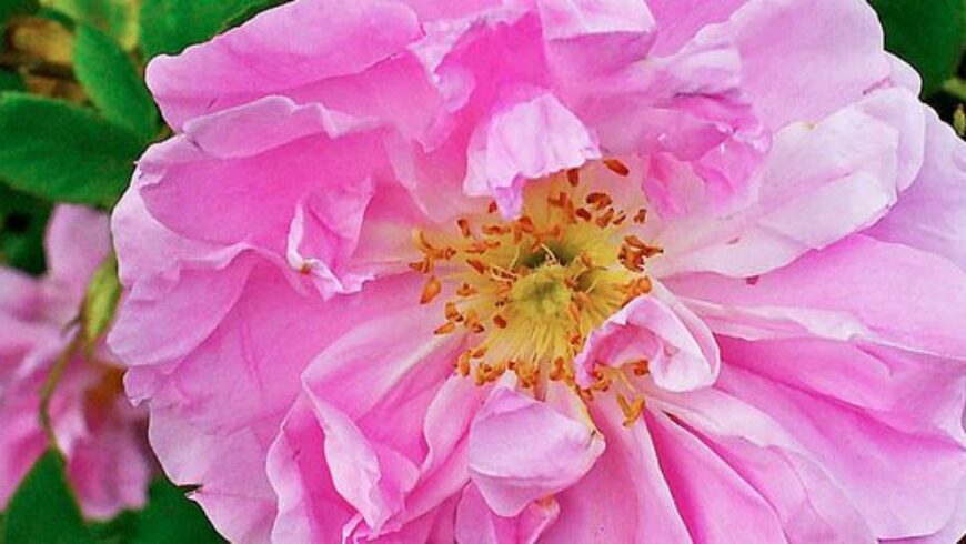 Olio essenziale di Rosa – 33