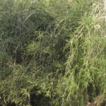 Tea tree o Albero del te