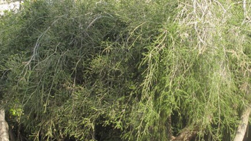 Olio essenziale di Tea Tree – 34