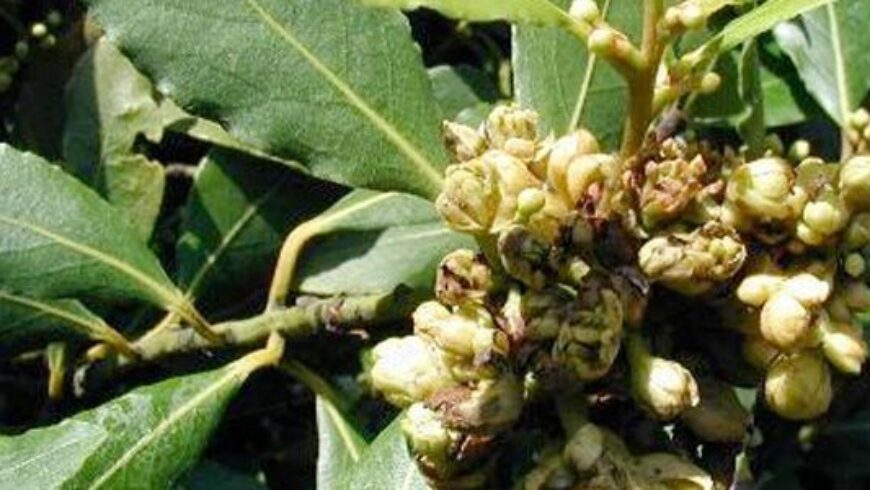 Olio essenziale di Alloro – 39