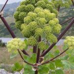 Angelica