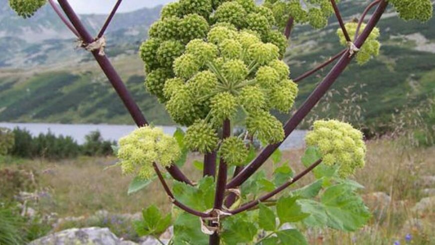 Olio essenziale di Angelica – 37