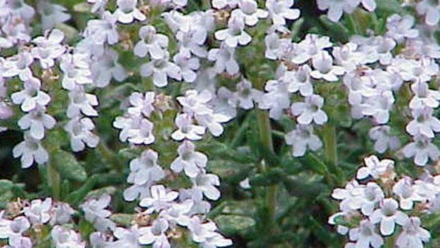 Olio essenziale di Timo – 38