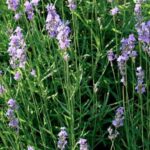 lavanda