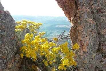 Distillatori Italiani: Romeo Loddo – Sardegna