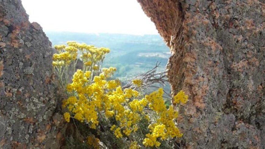 Distillatori Italiani: Romeo Loddo – Sardegna