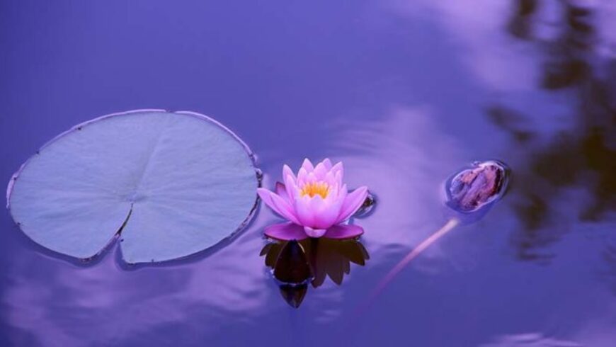 Oli essenziali per la meditazione