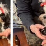 miscela spray cani