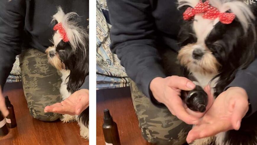 Spray per cani per una toeletta profumata