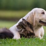 Ferite cani e gatti