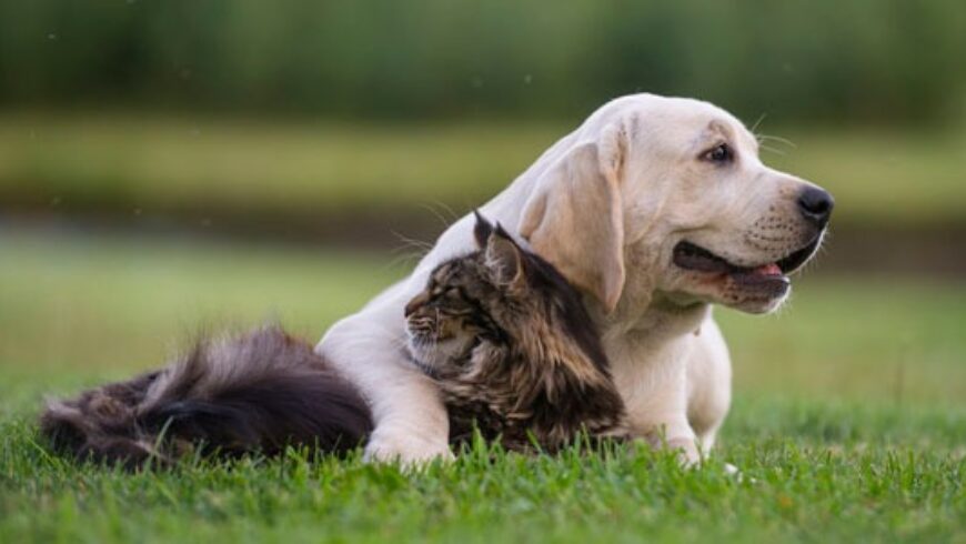Gel naturale per ferite e graffi per cani