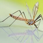 Repellente zanzare