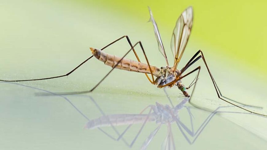 I migliori oli essenziali repellenti per tenere lontani gli insetti