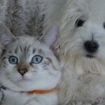 Cani gatti