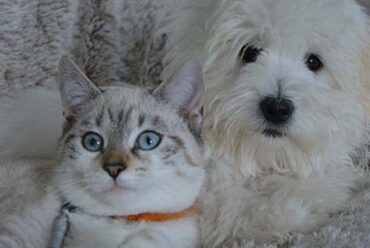 Corso di Aromaterapia e Fiori di Bach per Animali