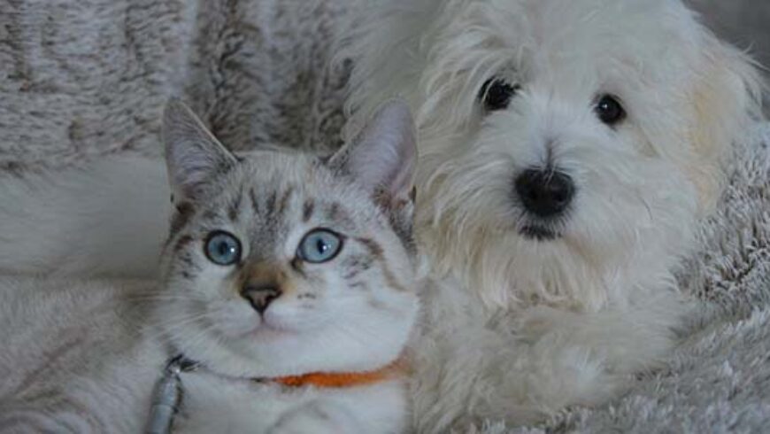 Corso di Aromaterapia e Fiori di Bach per Animali