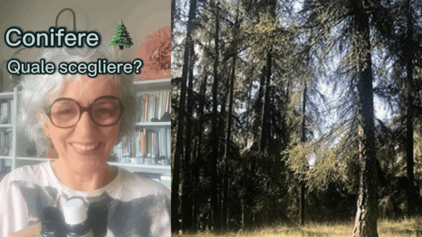 Conifere, quali scegliere?