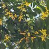Ylang Ylang