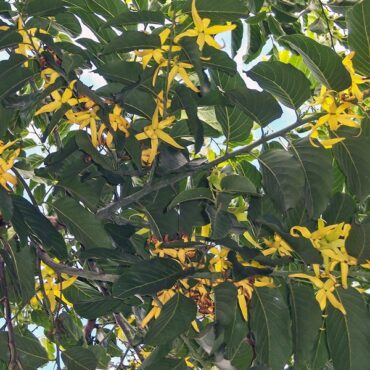Ylang Ylang