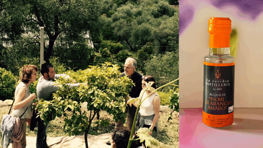 Viaggio alla raccolta e distillazione dei Fiori d’Arancio