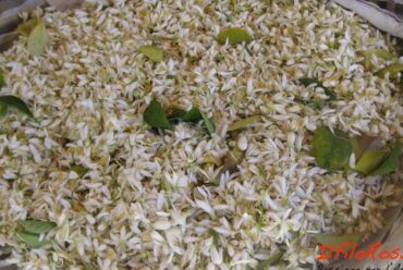 Olio essenziale di Neroli e usi