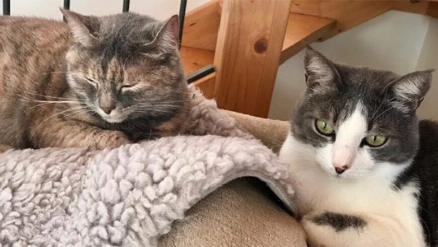 E’ sicuro diffondere oli essenziali in presenza di animali domestici?