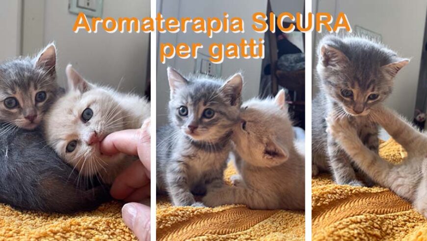 Idrolati, un modo sicuro per utilizzare l’aromaterapia con i gatti